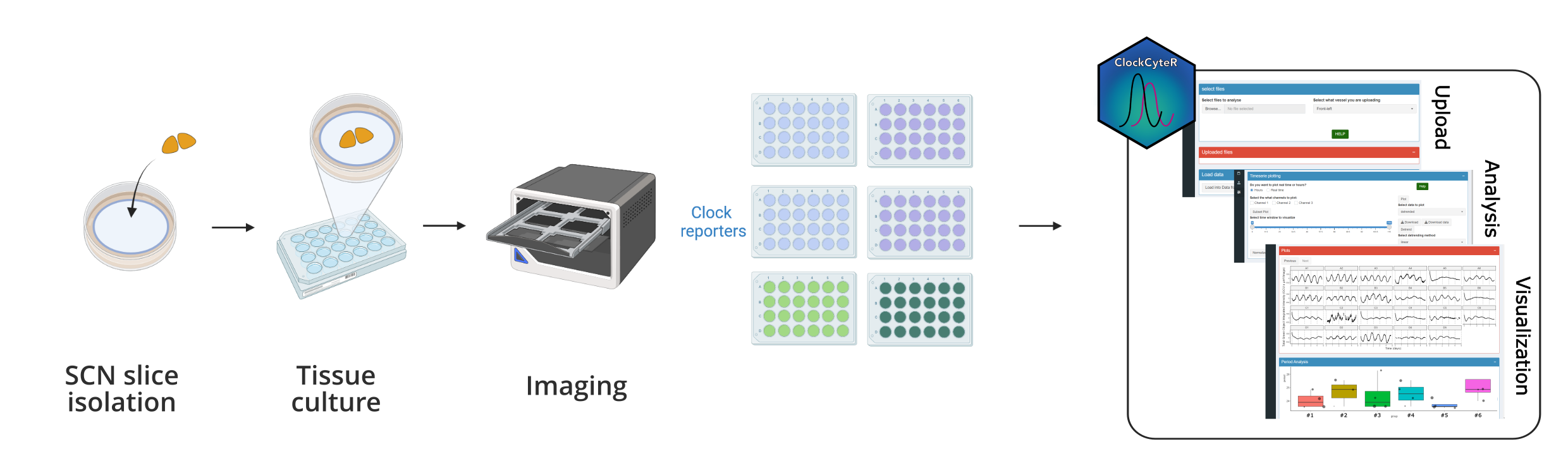ClockCyteR workflow